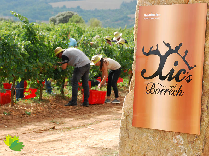 Xic’s cal Borrech, una verema solidària entre vinyes amb bocces i corder del Pallars