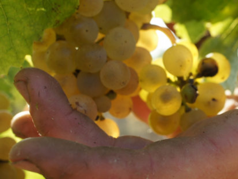 El vi de la Verema Solidària, el vols conèixer?
